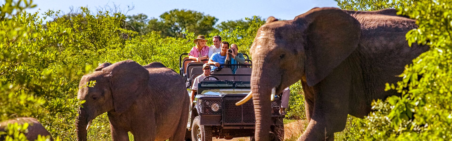 Elefanten berqueren die Strae, im Hintergrund ein Jeep |  IPGGutenbergUKLtd, iStockphoto.com / Chamleon