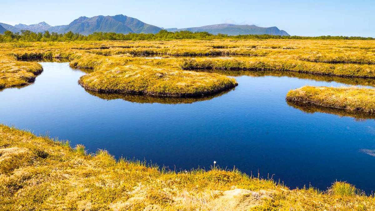 Norwegische Tundra | © Chris Stenger, Unsplash / Chamäleon Norwegische Tundra | © Chris Stenger, Unsplash / Chamäleon