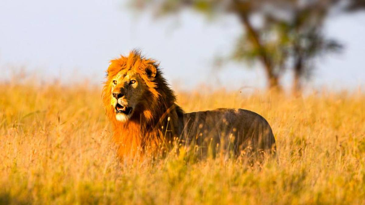 Löwe auf der Jagd in der Serengeti | © Margret Meyer / Chamäleon Löwe auf der Jagd in der Serengeti | © Margret Meyer / Chamäleon