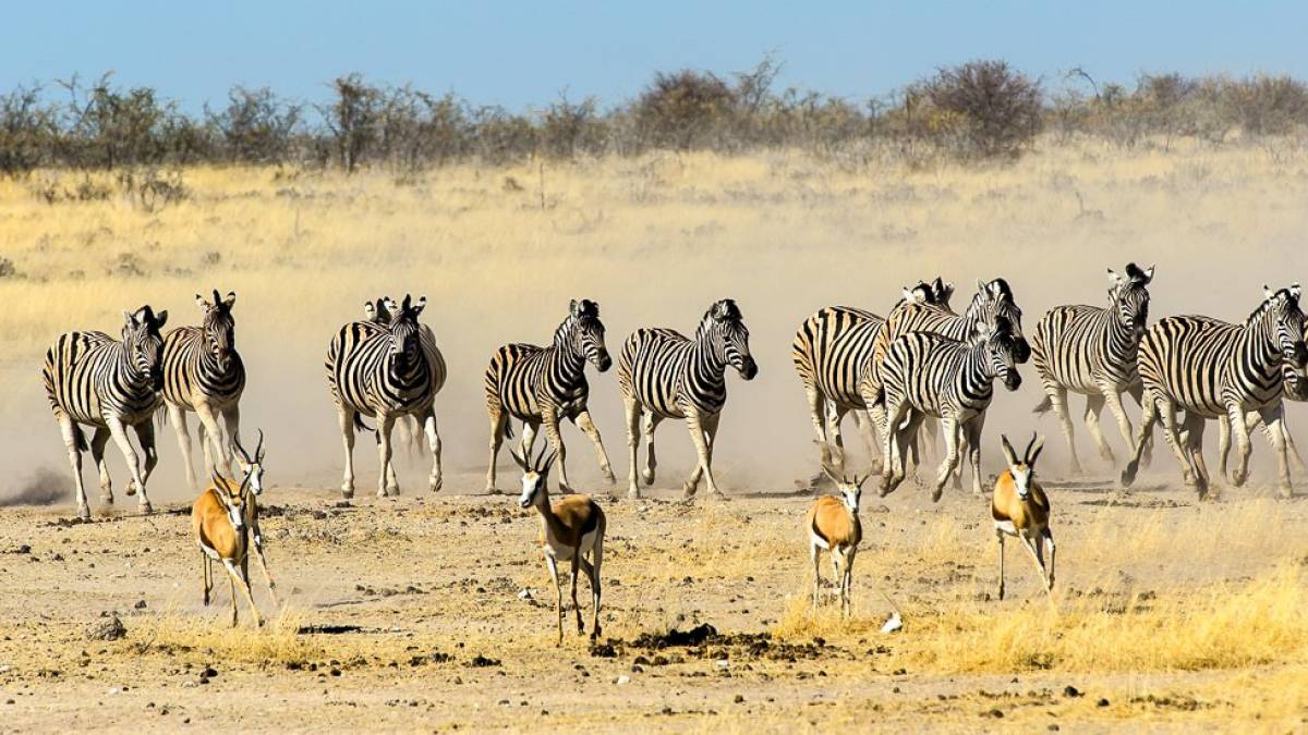 Zebras auf der Flucht | © Anton Obermayer / Chamäleon Zebras auf der Flucht | © Anton Obermayer / Chamäleon