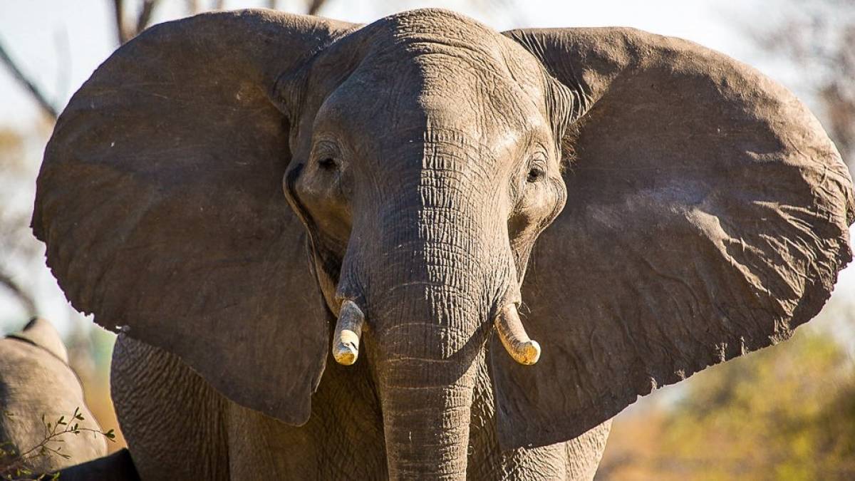 Elefant im Mudumu-Nationalpark | © Heidi Obermayer / Chamäleon Elefant im Mudumu-Nationalpark | © Heidi Obermayer / Chamäleon