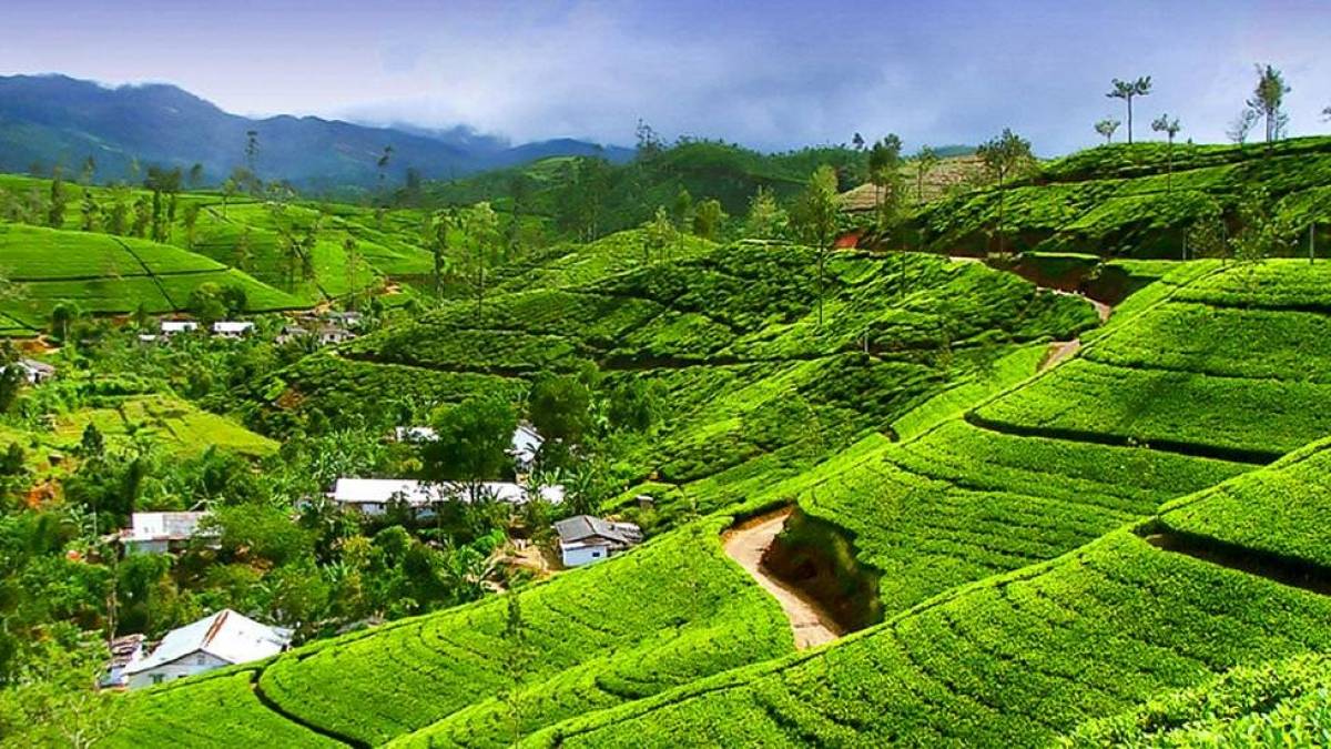 Teeplantagen auf den Nuwara Eliya Terrassen | © Udaya Wijesoma / Chamäleon Teeplantagen auf den Nuwara Eliya Terrassen | © Udaya Wijesoma / Chamäleon