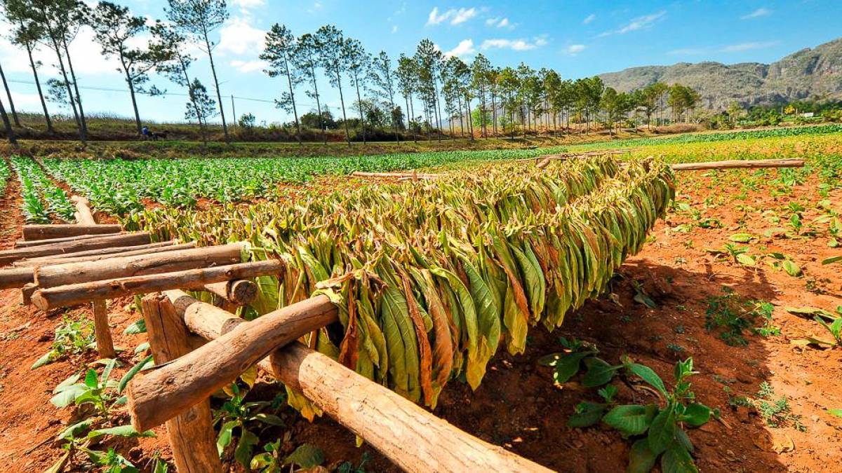 Tabakernte in Vinales | © Toni Bauer, Cuba Real Tours / Chamäleon Tabakernte in Vinales | © Toni Bauer, Cuba Real Tours / Chamäleon
