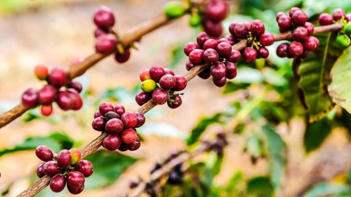 Kaffebohnen am Strauch | © Kai-Uwe Küchler / Chamäleon Kaffebohnen am Strauch | © Kai-Uwe Küchler / Chamäleon