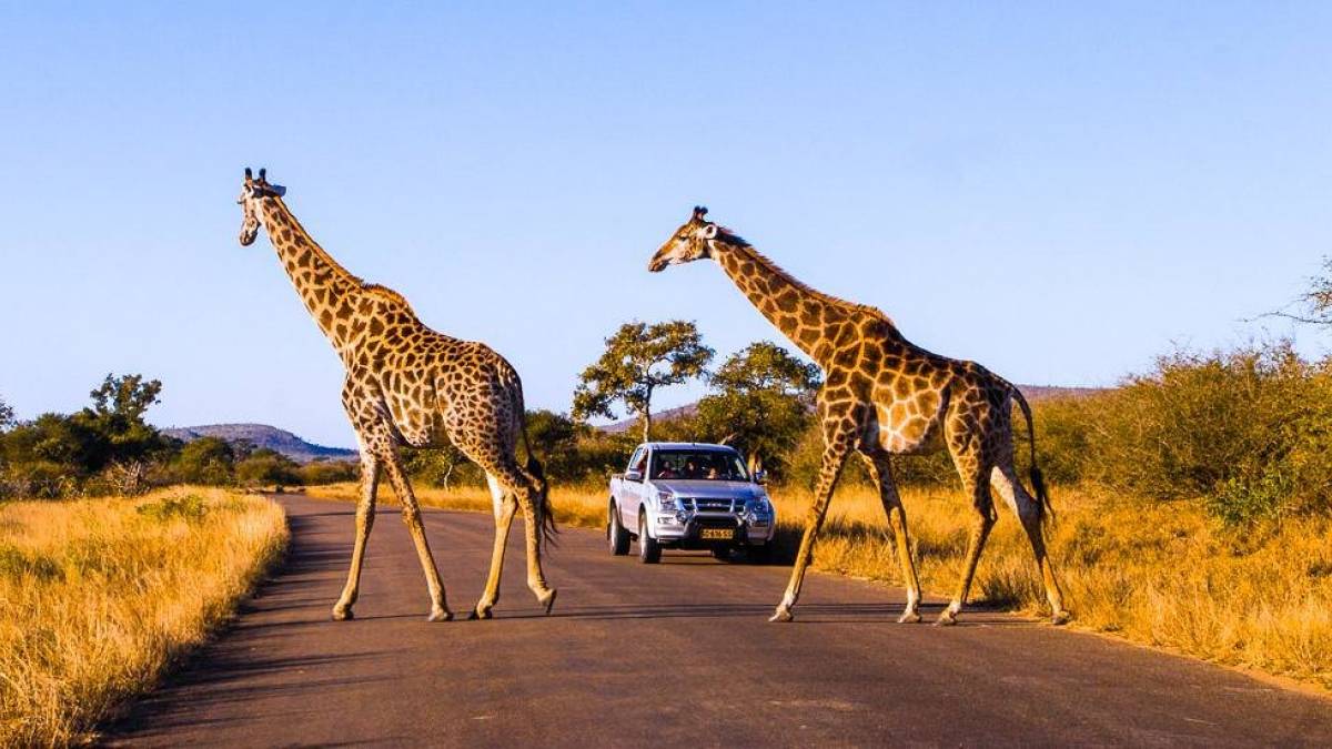 Giraffen im Krüger-Nationalpark | © Dirk Bleyer / Chamäleon Giraffen im Krüger-Nationalpark | © Dirk Bleyer / Chamäleon