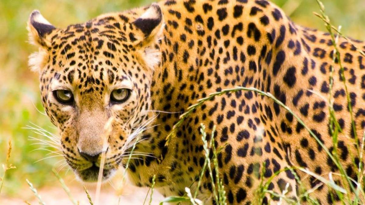 Leopard | © Udaya Wijesoma / Chamäleon Leopard | © Udaya Wijesoma / Chamäleon