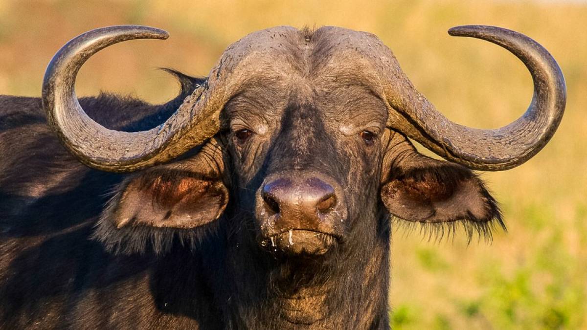 Afrikanischer Kaffernbüffel im Abendlicht | © Holger Wagenbreth / Chamäleon Afrikanischer Kaffernbüffel im Abendlicht | © Holger Wagenbreth / Chamäleon