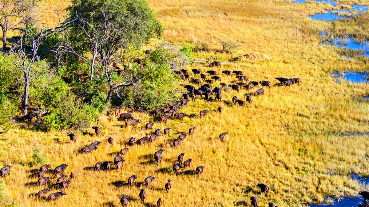 Okavango Delta aus der Luft | © Kai-Uwe Küchler, Art & Adventure / Chamäleon Okavango Delta aus der Luft | © Kai-Uwe Küchler, Art & Adventure / Chamäleon