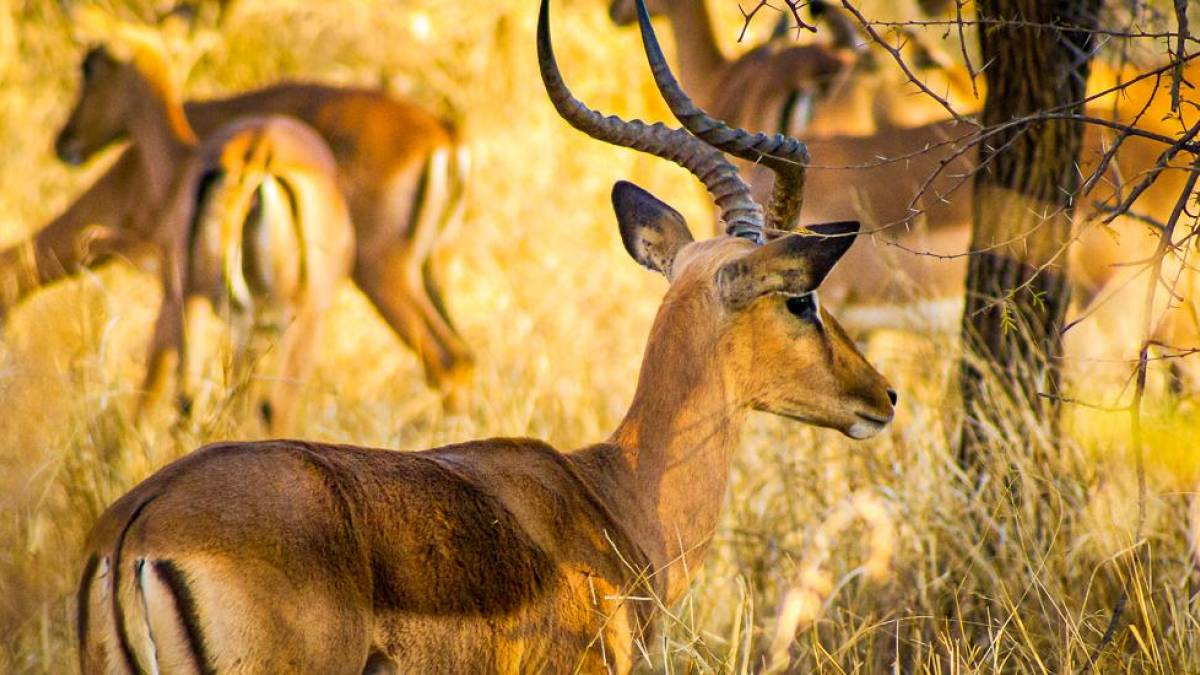 Impalas im hohen Savannengras | © Daniel Weske / Chamäleon Impalas im hohen Savannengras | © Daniel Weske / Chamäleon