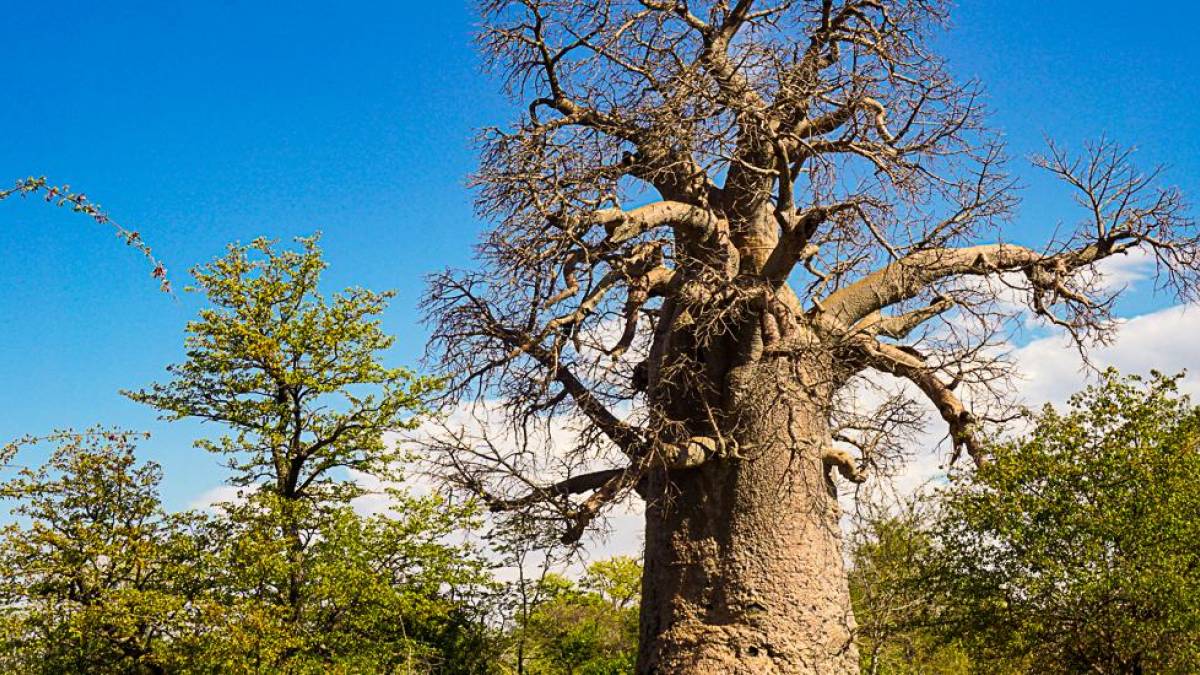 Alter Baobab | © Andrea Pütz / Chamäleon Alter Baobab | © Andrea Pütz / Chamäleon