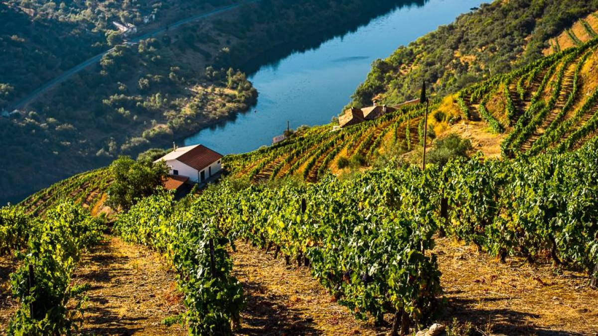 Weinberge im Douro-Tal | © Maksym Kaharlytskyi, Unsplash / Chamäleon Weinberge im Douro-Tal | © Maksym Kaharlytskyi, Unsplash / Chamäleon