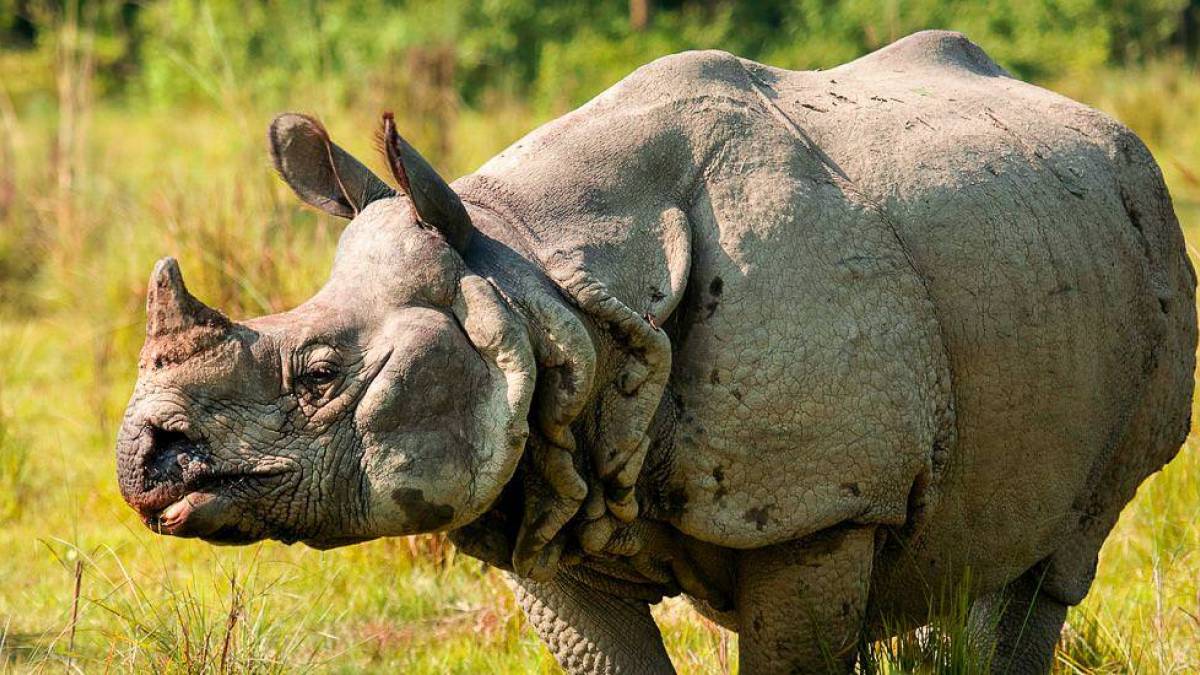Nashorn im Chitwan-Nationalpark | © Carsten Brandt, iStockphoto.com / Chamäleon Nashorn im Chitwan-Nationalpark | © Carsten Brandt, iStockphoto.com / Chamäleon