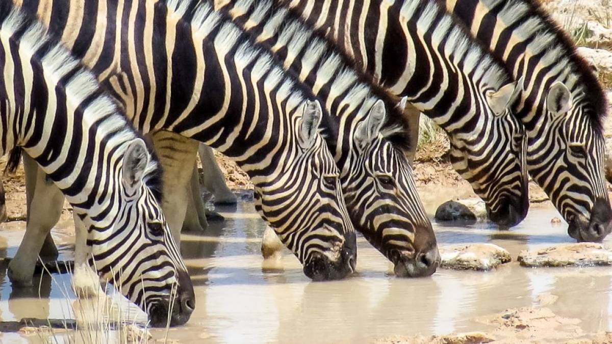 Zebrastreifen am Wasser | © Heinz Hermann Eschen / Chamäleon Zebrastreifen am Wasser | © Heinz Hermann Eschen / Chamäleon