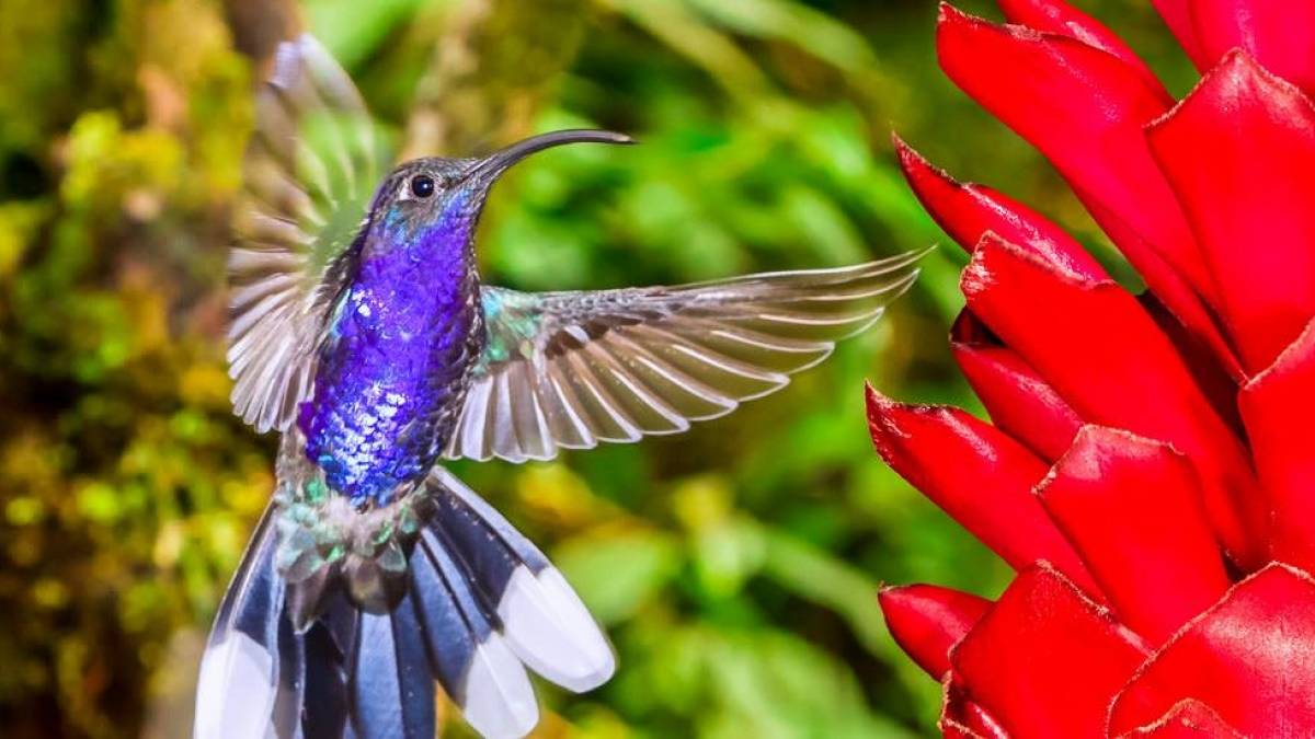 Kolibri in Monteverde | © ivkuzmin, iStockphoto.com / Chamäleon Kolibri in Monteverde | © ivkuzmin, iStockphoto.com / Chamäleon
