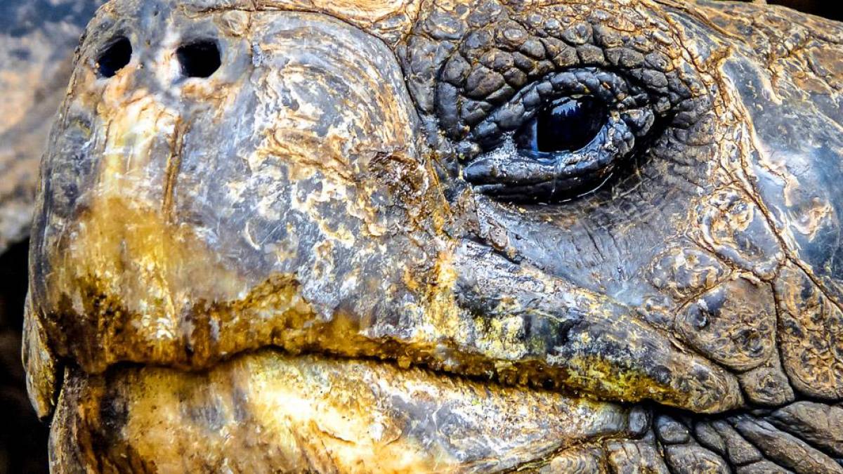 Schildkröte Closeup | © Nina Rusnak / Chamäleon Schildkröte Closeup | © Nina Rusnak / Chamäleon