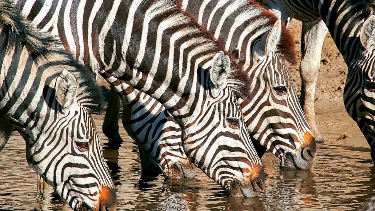 Zebras an der Wasserstelle | © Botswana Tourism Board / Chamäleon Zebras an der Wasserstelle | © Botswana Tourism Board / Chamäleon