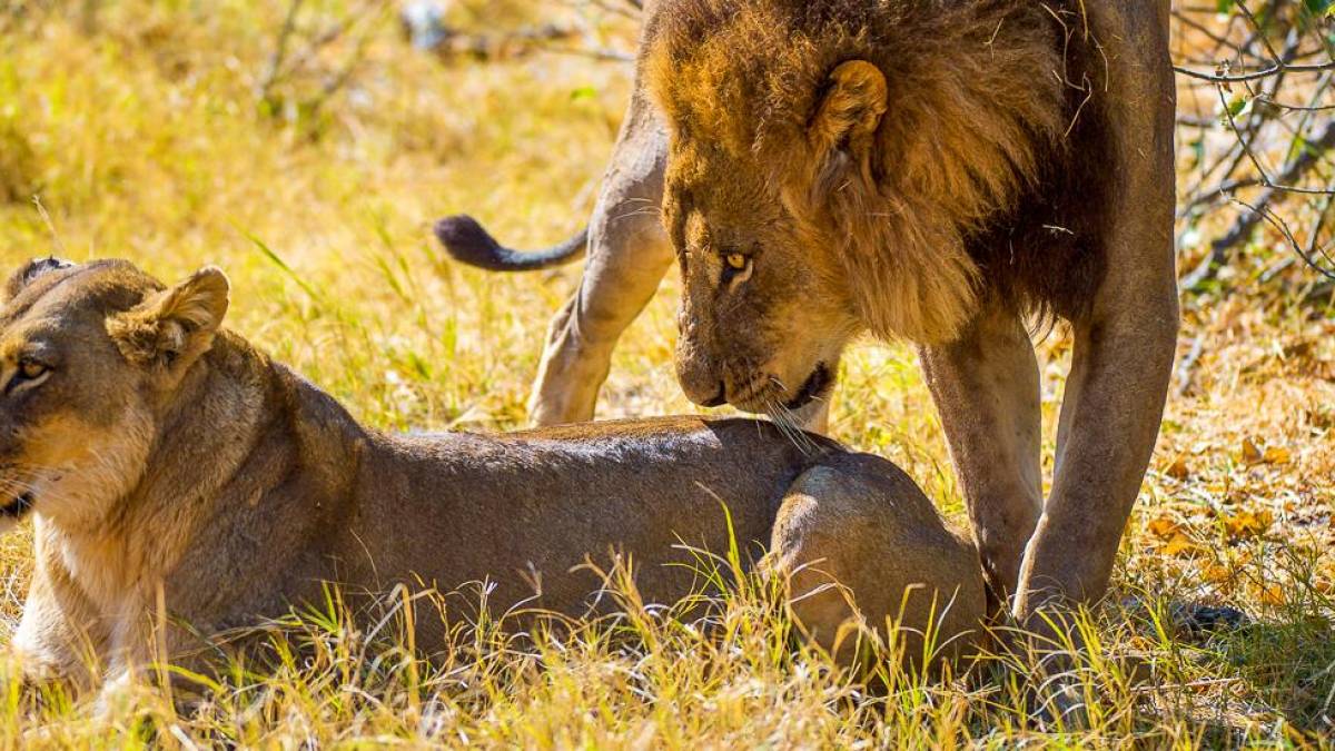 Löwenpaar beim Liebesspiel | © Peter Pack, Pack Safari / Chamäleon Löwenpaar beim Liebesspiel | © Peter Pack, Pack Safari / Chamäleon