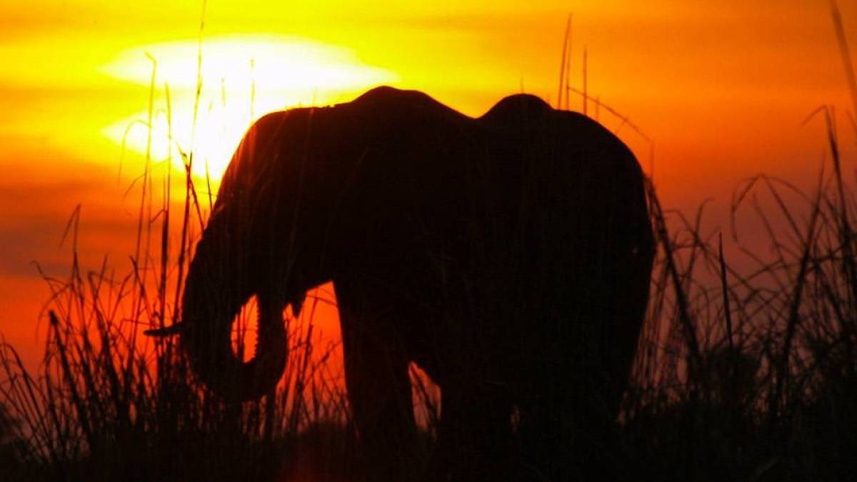 Elefant vor Sonnenuntergang | © Susanne und Günter Behrendt / Chamäleon Elefant vor Sonnenuntergang | © Susanne und Günter Behrendt / Chamäleon