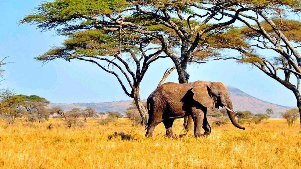 Elefant in der Serengeti | © Dieter Gerhards / Chamäleon Elefant in der Serengeti | © Dieter Gerhards / Chamäleon