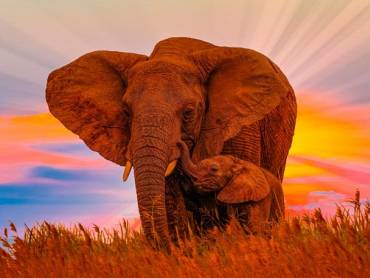 Elefantenmutter mit Baby im Sonnenaufgang
