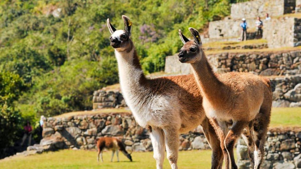 Lamas auf den Terrassen von Machu Picchu | © Walter Silvera / Chamäleon Lamas auf den Terrassen von Machu Picchu | © Walter Silvera / Chamäleon