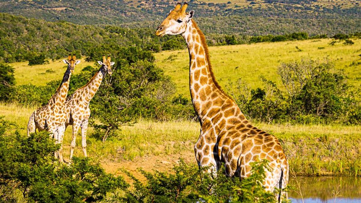 Giraffen | © Christopher Pelz / Chamäleon Giraffen | © Christopher Pelz / Chamäleon