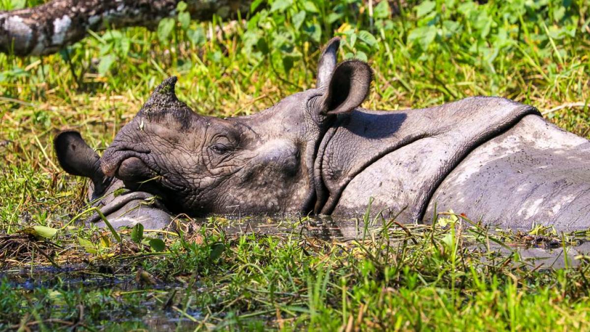 Nashorn im Chitwan-Nationalpark | © Peter Kreutziger / Chamäleon Nashorn im Chitwan-Nationalpark | © Peter Kreutziger / Chamäleon