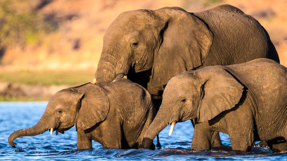 Elefanten überqueren den Fluss Chobe | © Dennis Wehrmann / Chamäleon Elefanten überqueren den Fluss Chobe | © Dennis Wehrmann / Chamäleon