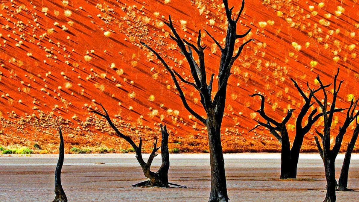 Abgestorbene Bäume im Dead Vlei | © Harry Laub / Chamäleon Abgestorbene Bäume im Dead Vlei | © Harry Laub / Chamäleon