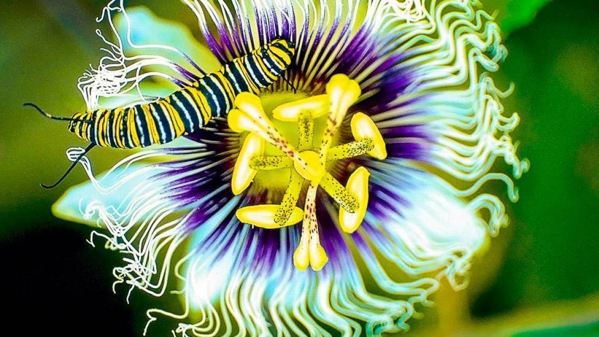 Passionsblume | © Chamäleon Passionsblume | © Chamäleon