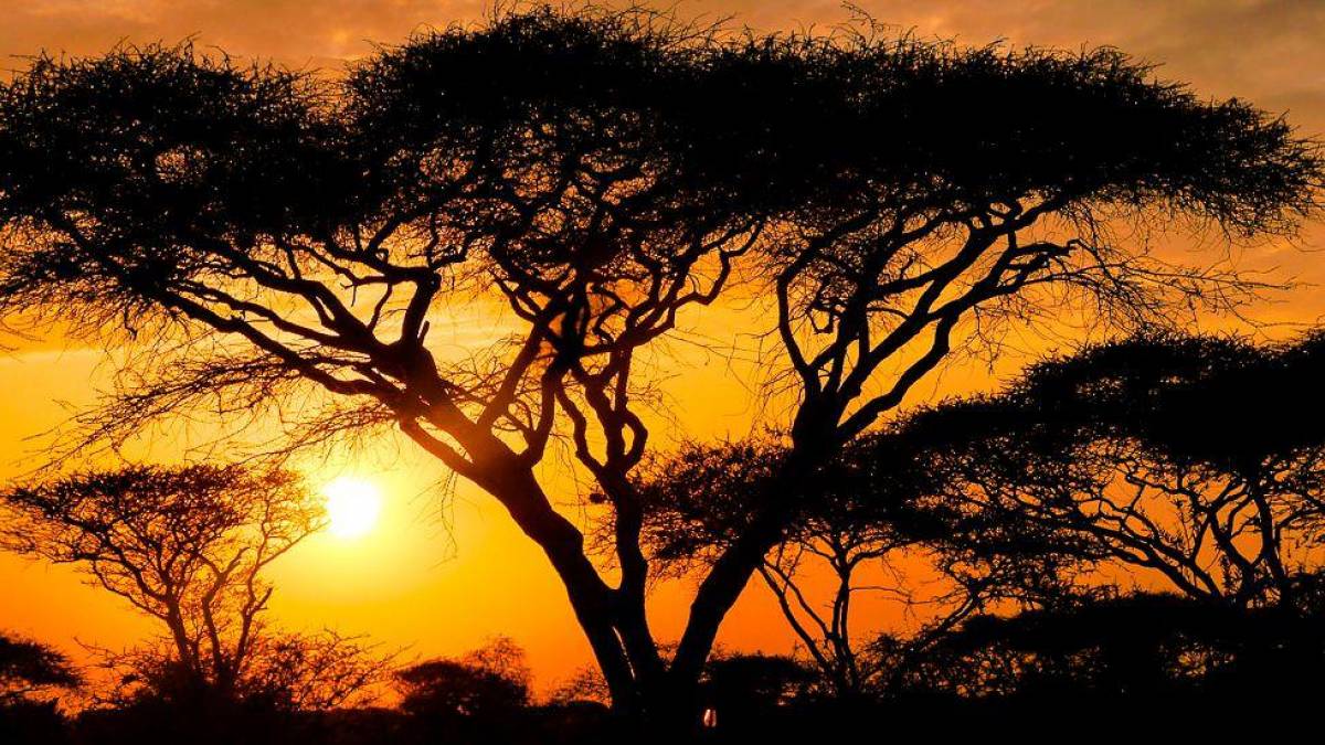 Sonnenaufgang in der Serengeti | © Brigitte Plümer / Chamäleon Sonnenaufgang in der Serengeti | © Brigitte Plümer / Chamäleon