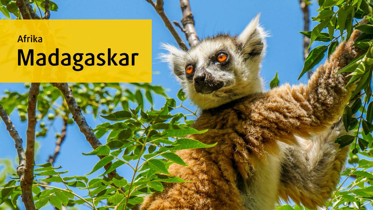 Madagaskar: Trailer (3:03) Madagaskar: Trailer (3:03)