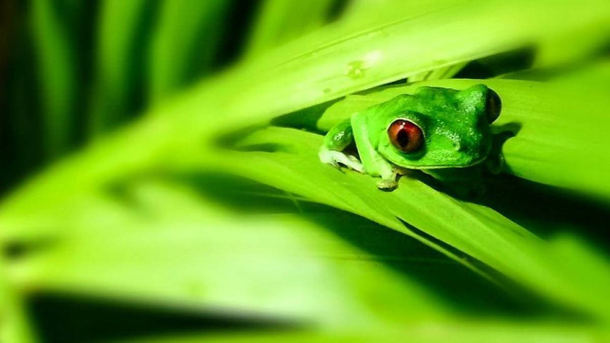 Frosch im Nationalpark | © Erhard Holzhey / Chamäleon Frosch im Nationalpark | © Erhard Holzhey / Chamäleon