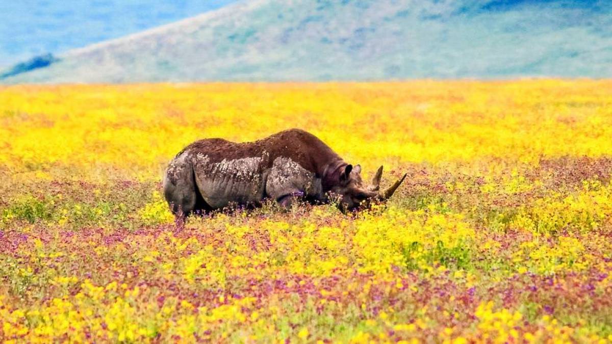 Nashorn im Ngorongoro Krater | © Marek Dziok, iStockphoto.com / Chamäleon Nashorn im Ngorongoro Krater | © Marek Dziok, iStockphoto.com / Chamäleon