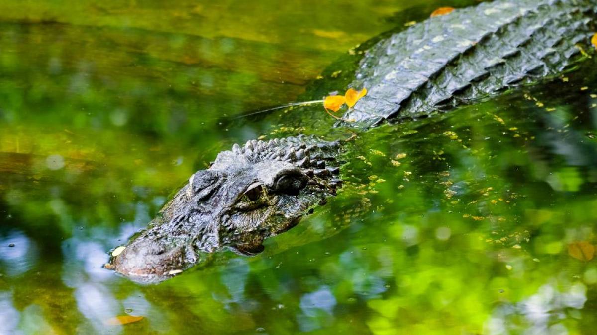 Kaiman im Wasser | © Hans von Manteuffel, Ideia Tours / Chamäleon Kaiman im Wasser | © Hans von Manteuffel, Ideia Tours / Chamäleon