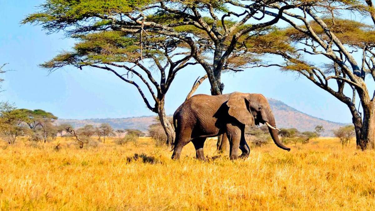 Elefant in der Serengeti | © Dieter Gerhards / Chamäleon Elefant in der Serengeti | © Dieter Gerhards / Chamäleon