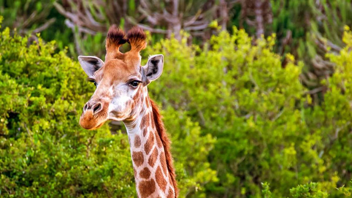 Giraffe über den Baumkronen | © Klaus Hansen / Chamäleon Giraffe über den Baumkronen | © Klaus Hansen / Chamäleon