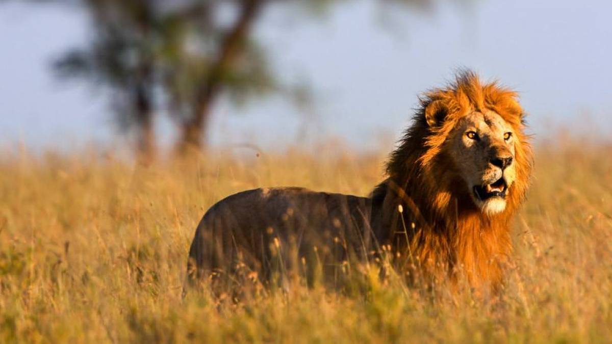 Löwe auf der Jagd in der Serengeti | © Margret Meyer / Chamäleon Löwe auf der Jagd in der Serengeti | © Margret Meyer / Chamäleon