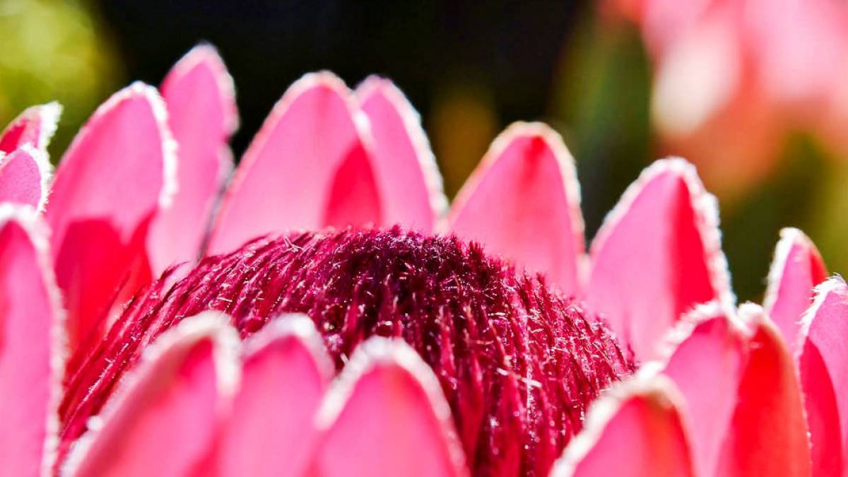 Protea | © Werner Lehmann / Chamäleon Protea | © Werner Lehmann / Chamäleon