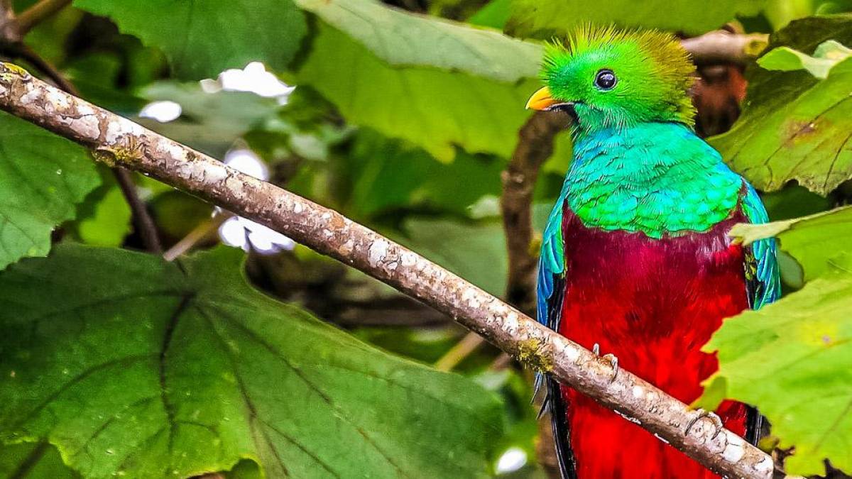 Der heilige Vogel Quetzal | © Stefan Lippe / Chamäleon Der heilige Vogel Quetzal | © Stefan Lippe / Chamäleon