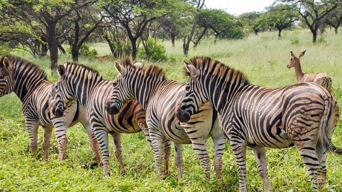 Zebraherde in der Savanne | © Klaus Barsikow / Chamäleon Zebraherde in der Savanne | © Klaus Barsikow / Chamäleon