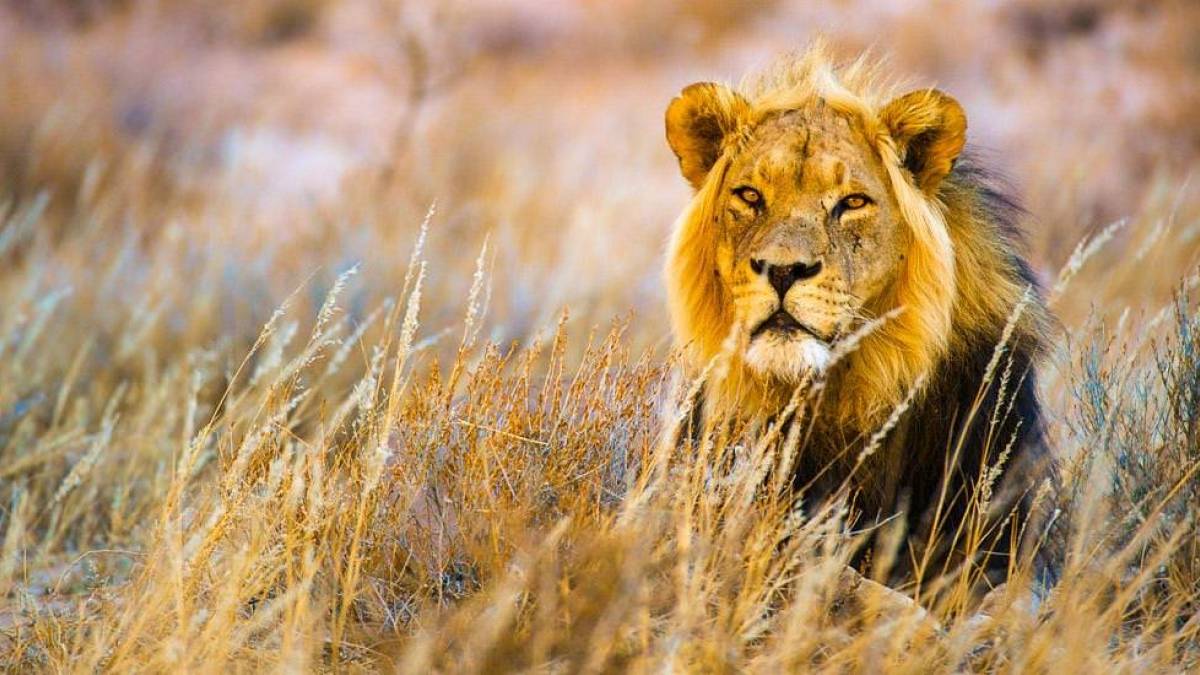 König der Tiere | © Peter Pack, Pack Safari / Chamäleon König der Tiere | © Peter Pack, Pack Safari / Chamäleon