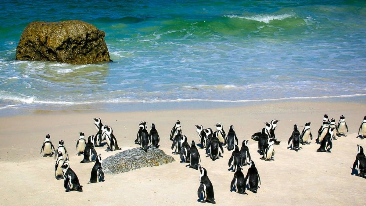 Brillenpinguine am Boulders Beach | © Karin Hartwig / Chamäleon Brillenpinguine am Boulders Beach | © Karin Hartwig / Chamäleon