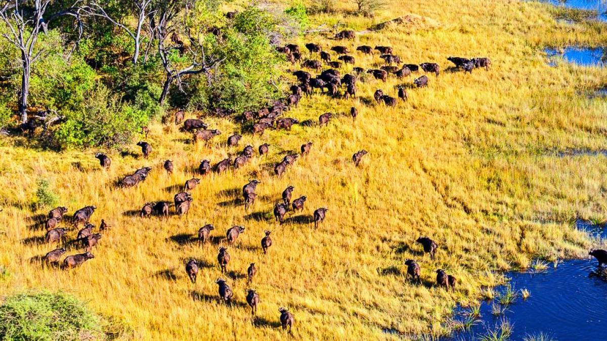 Okavango Delta aus der Luft | © Kai-Uwe Küchler, Art & Adventure / Chamäleon Okavango Delta aus der Luft | © Kai-Uwe Küchler, Art & Adventure / Chamäleon