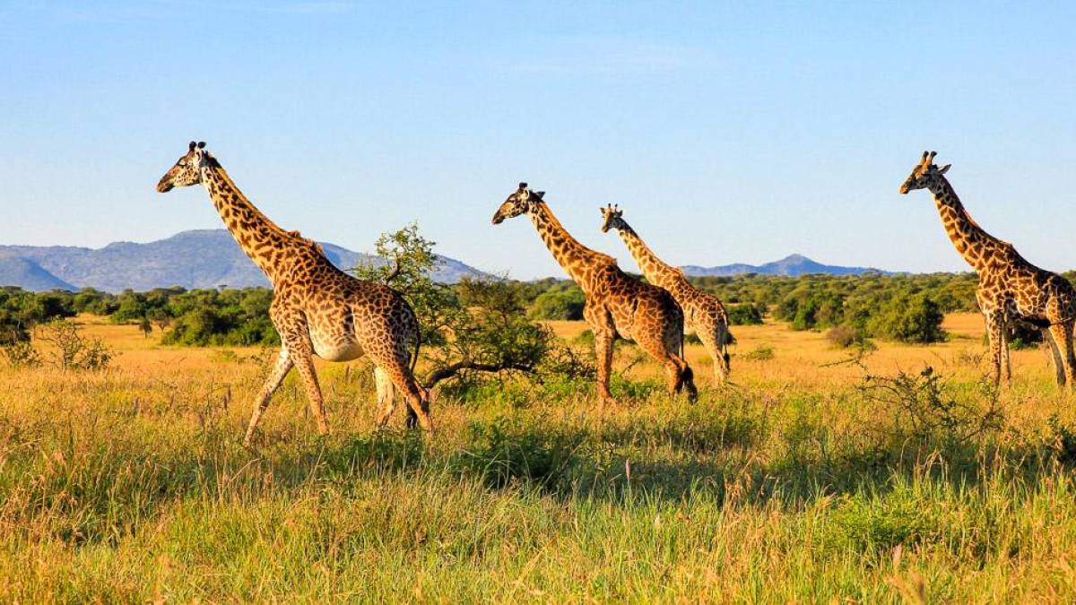 Giraffen in der Serengeti | © Sarah Poit / Chamäleon Giraffen in der Serengeti | © Sarah Poit / Chamäleon