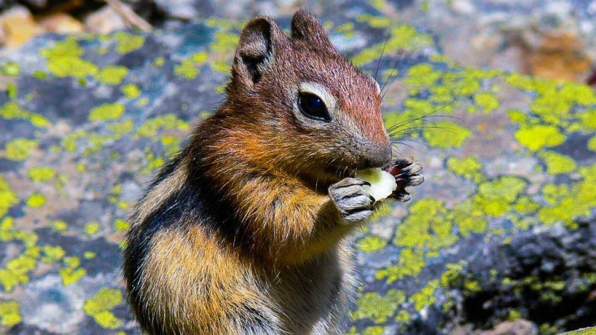 Streifenhörnchen | © Birgit Kutz / Chamäleon Streifenhörnchen | © Birgit Kutz / Chamäleon