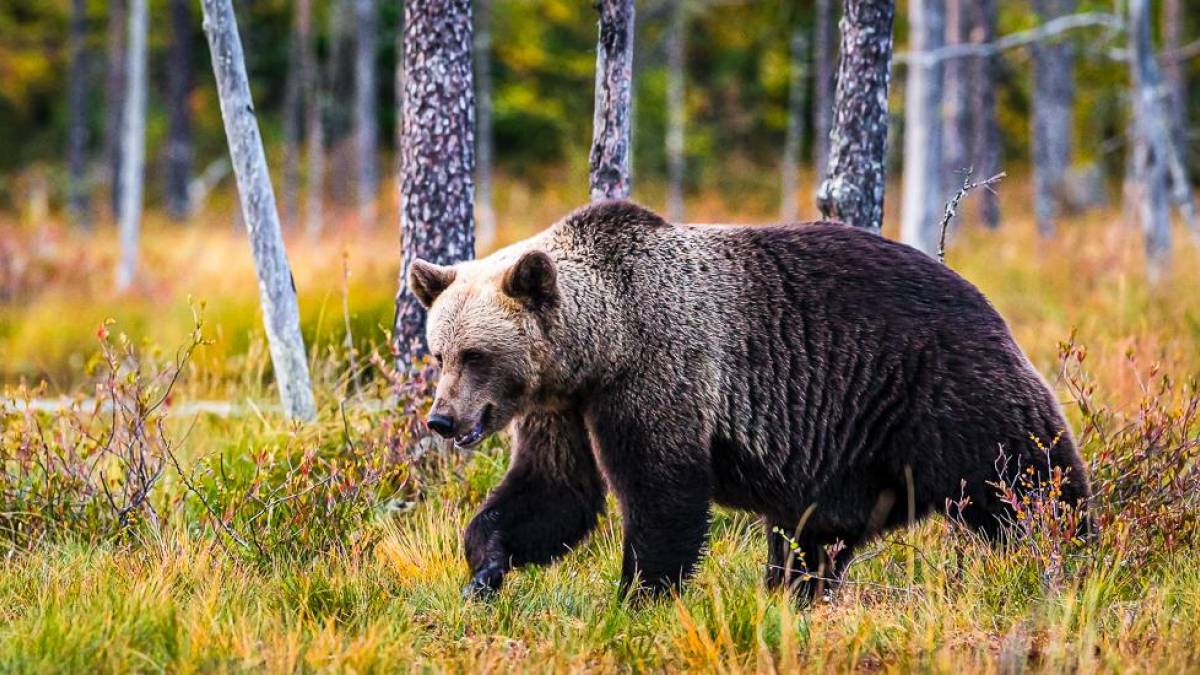 Braunbär im Schutzgebiet | © Zden?k Machá?ek, Unsplash / Chamäleon Braunbär im Schutzgebiet | © Zden?k Machá?ek, Unsplash / Chamäleon