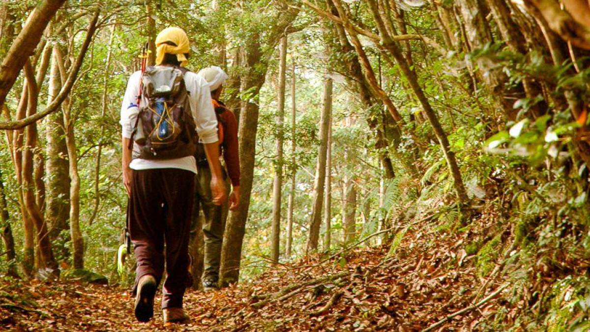 Wandern auf dem Kohechi Trail | © FVA Japan / Chamäleon Wandern auf dem Kohechi Trail | © FVA Japan / Chamäleon