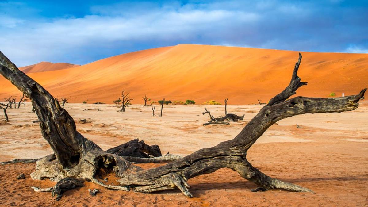 Mehr als 500 Jahre abgestorben | © Reinhard Breitenstein / Chamäleon Mehr als 500 Jahre abgestorben | © Reinhard Breitenstein / Chamäleon