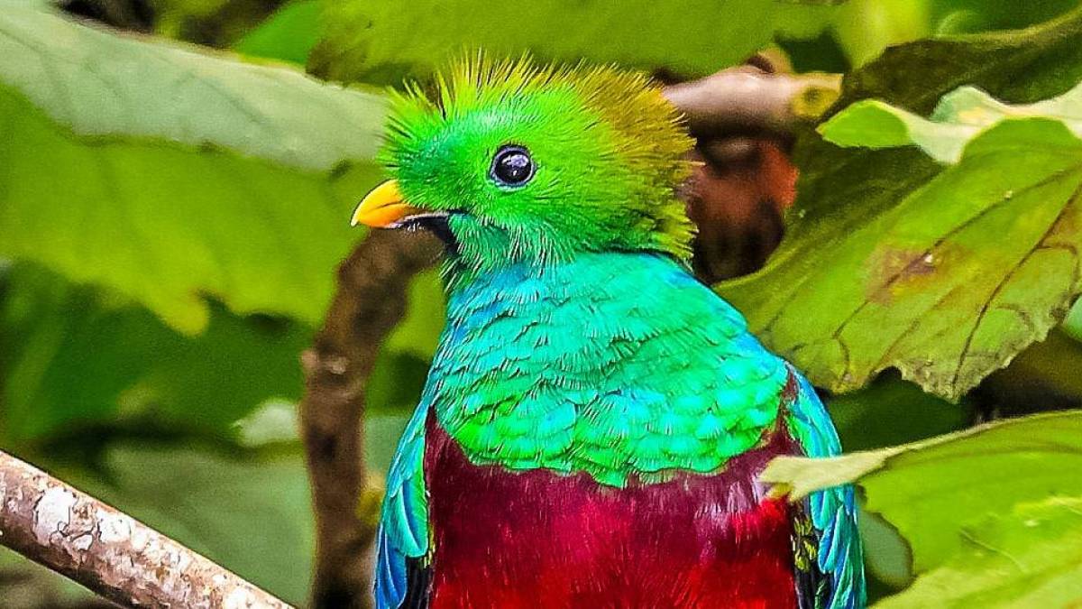 Der heilige Vogel Quetzal | © Stefan Lippe / Chamäleon Der heilige Vogel Quetzal | © Stefan Lippe / Chamäleon
